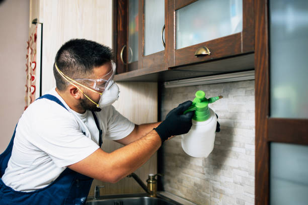 Best Wasp Removal Services  in Mount Vernon, MD