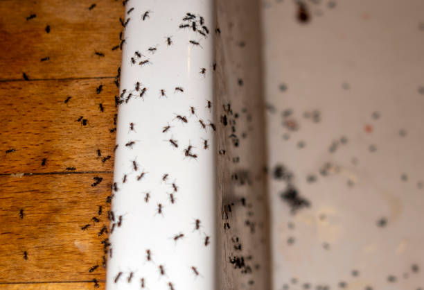 Best Residential Pest Control  in Mount Vernon, MD